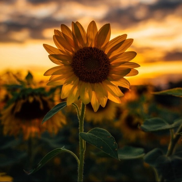 Meet your Posher, Cailea - Picture 1 of 1